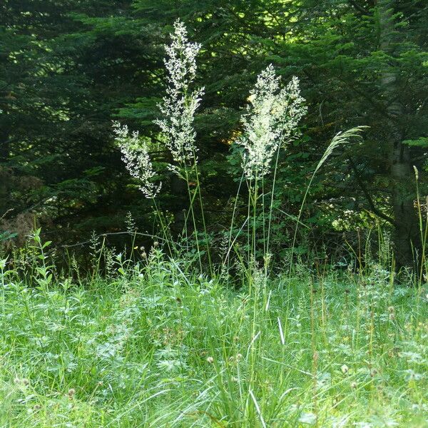 Agrostis gigantea Hábito