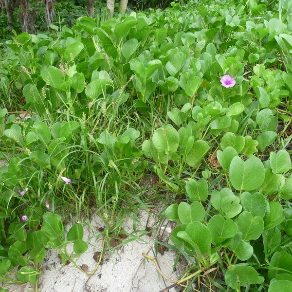 Ipomoea pes-caprae ഇല