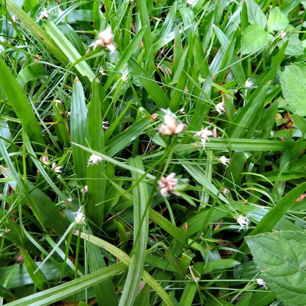 Rhynchospora radicans Habit