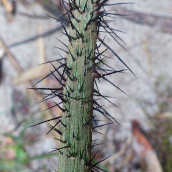 Astrocaryum paramaca Leaf