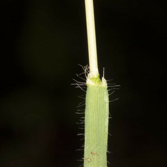 Aegilops geniculata Листок