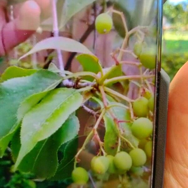 Viburnum lentago Φρούτο