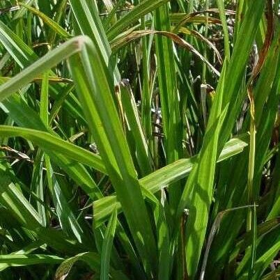 Carex pendula Lehti