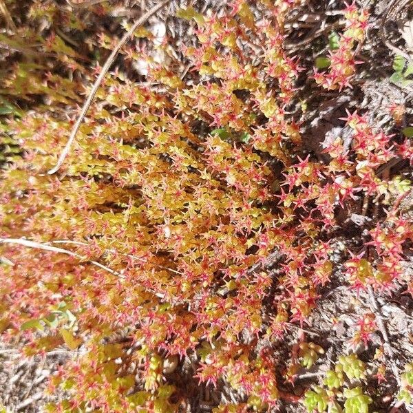 Sedum cespitosum Blodyn