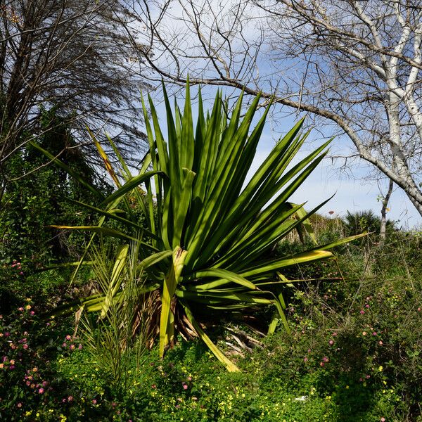 Furcraea foetida Fuelha