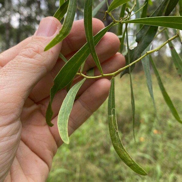 Acacia salicina Blad