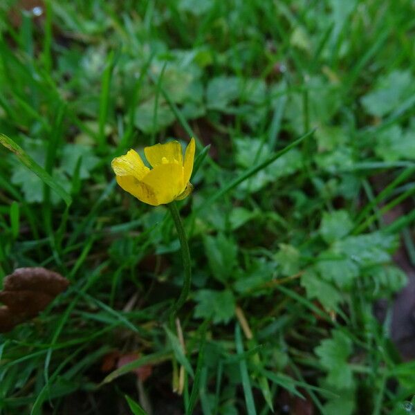 Ranunculus repens 花