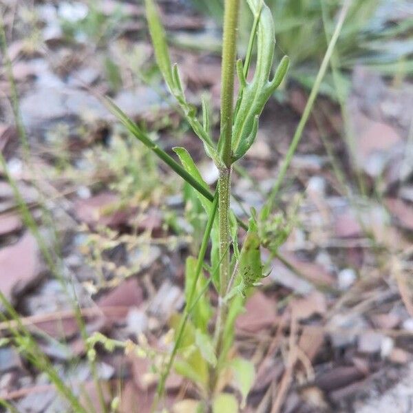 Valeriana coronata Lapas