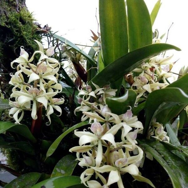 Prosthechea fragrans Fleur