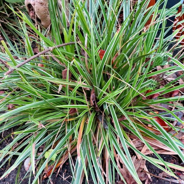 Carex morrowii आदत