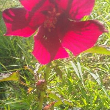 Hibiscus acetosella Flor
