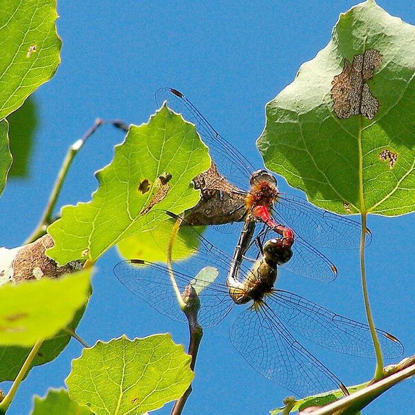 Populus tremula Blad