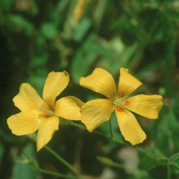 Oxalis macrantha Flor