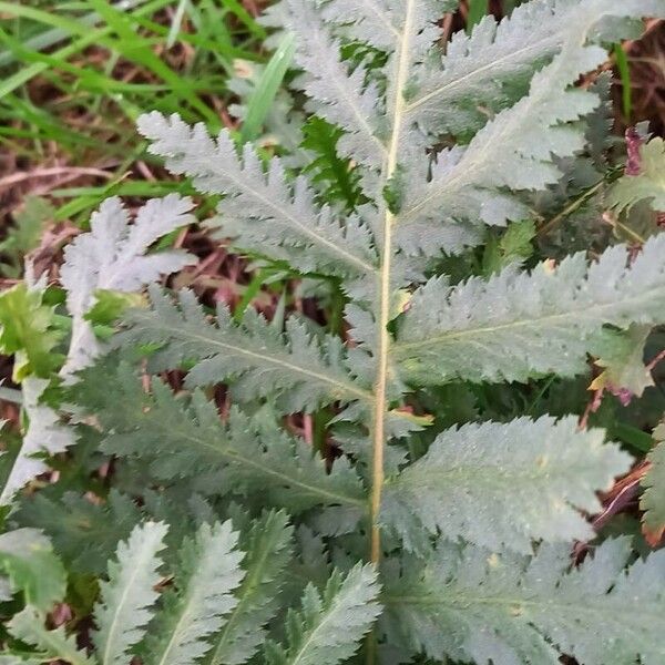 Tanacetum vulgare Ліст