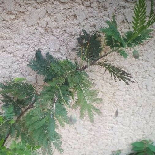 Vachellia campeachiana Feuille