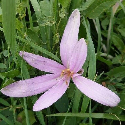 Colchicum autumnale Fleur