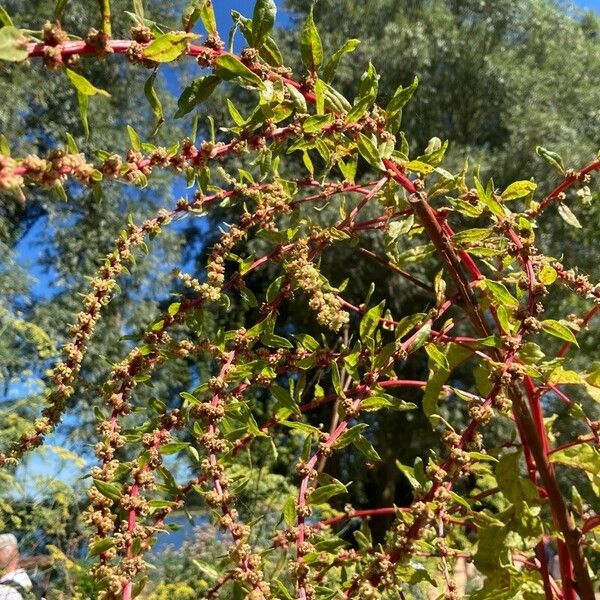 Lipandra polysperma Квітка