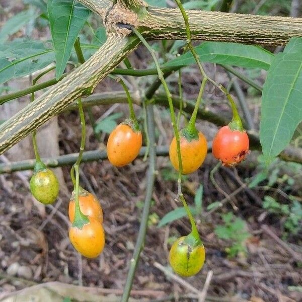 Solanum aviculare Gyümölcs