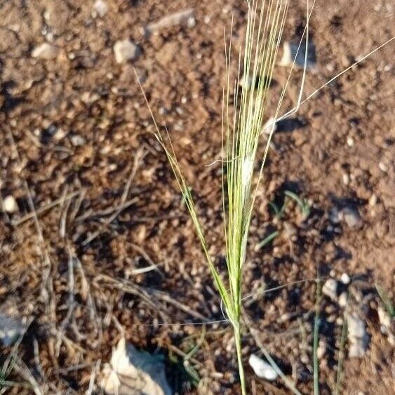 Stipellula capensis Frukt