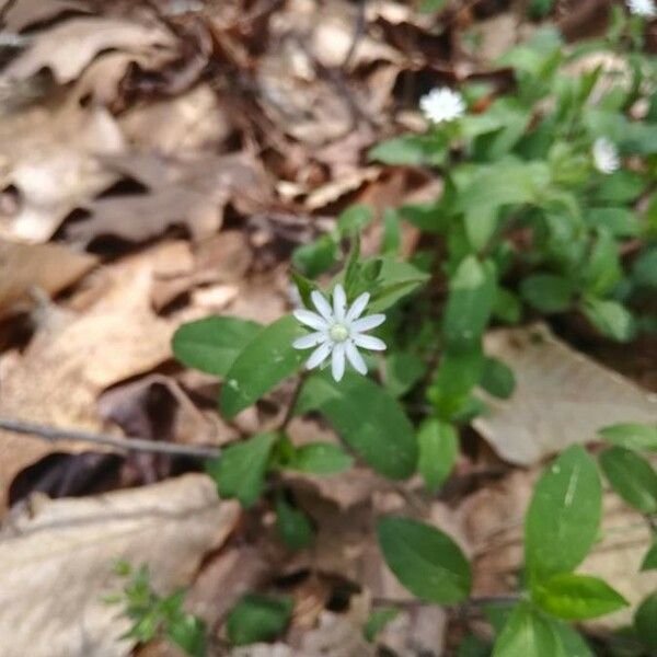 Stellaria pubera Flower