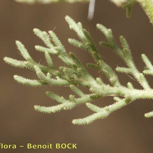Perralderia coronopifolia Leaf
