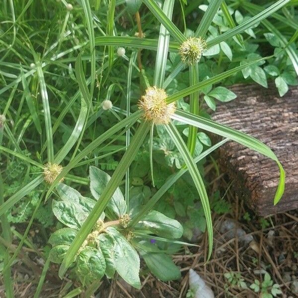 Cyperus aromaticus Floare