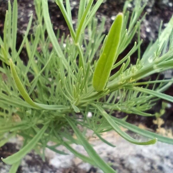 Linaria repens ഇല