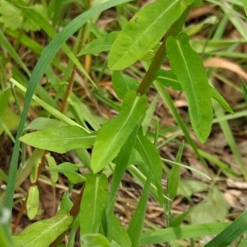Euphorbia platyphyllos पत्ता
