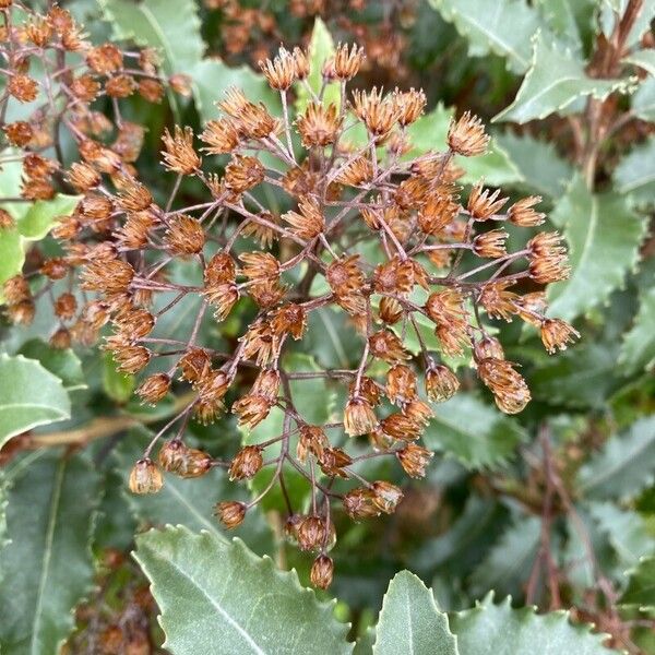 Olearia macrodonta Flower