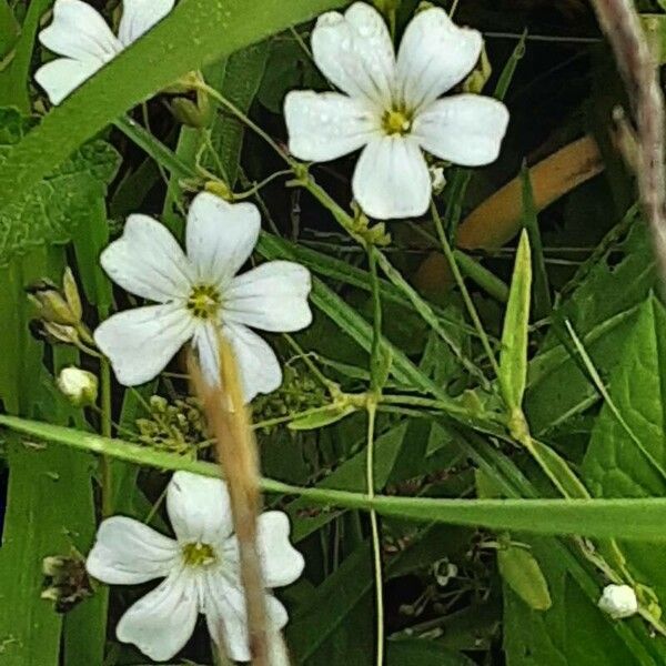 Gypsophila elegans Žiedas