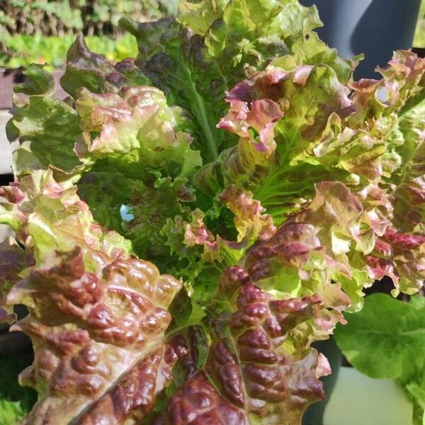 Lactuca sativa Leaf