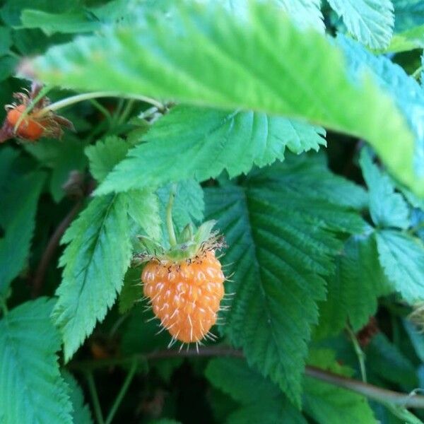 Rubus spectabilis 果実