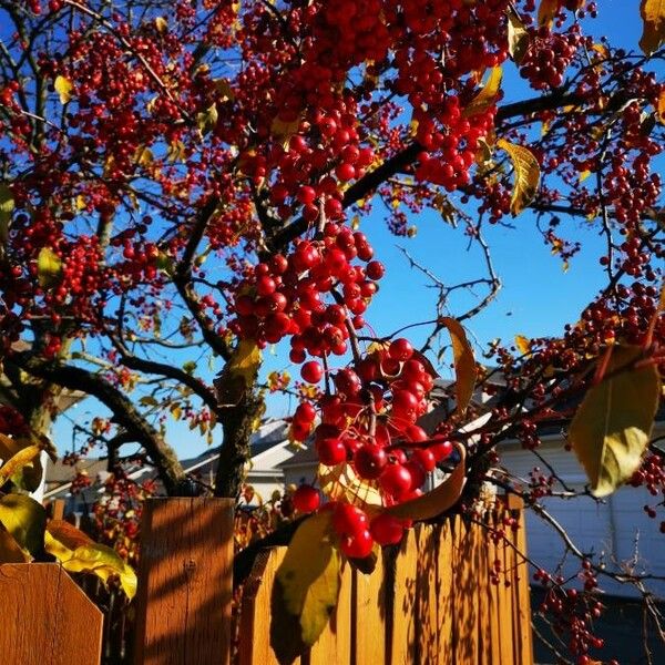 Prunus cerasus Fruit