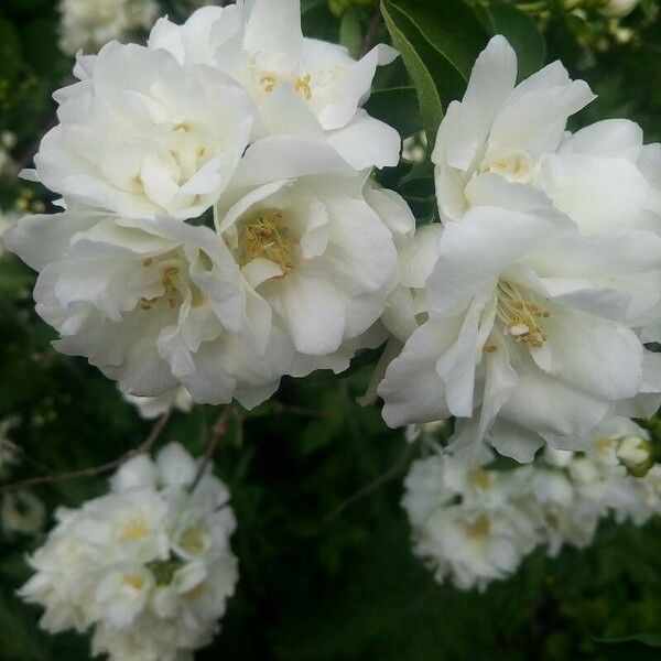 Rosa banksiae Fiore