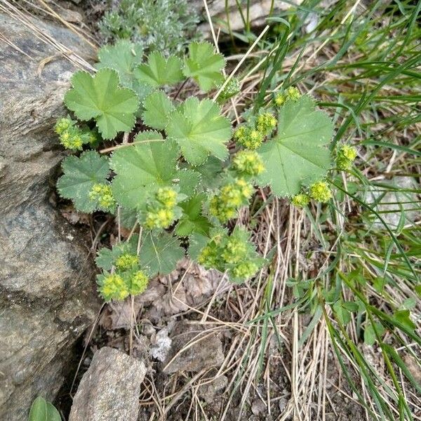 Alchemilla monticola 叶