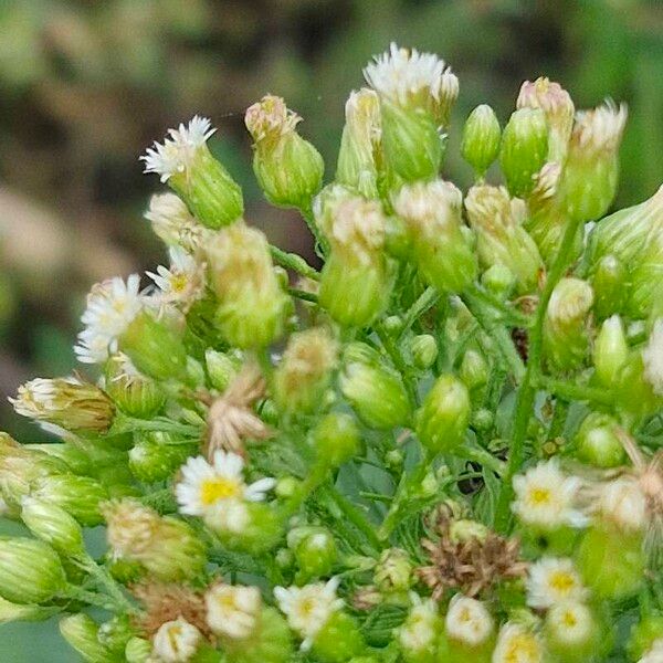 Erigeron canadensis Õis