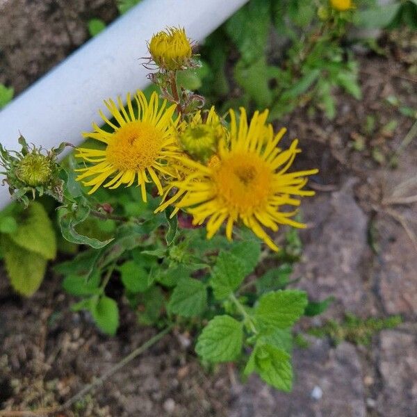 Pentanema britannica Flower