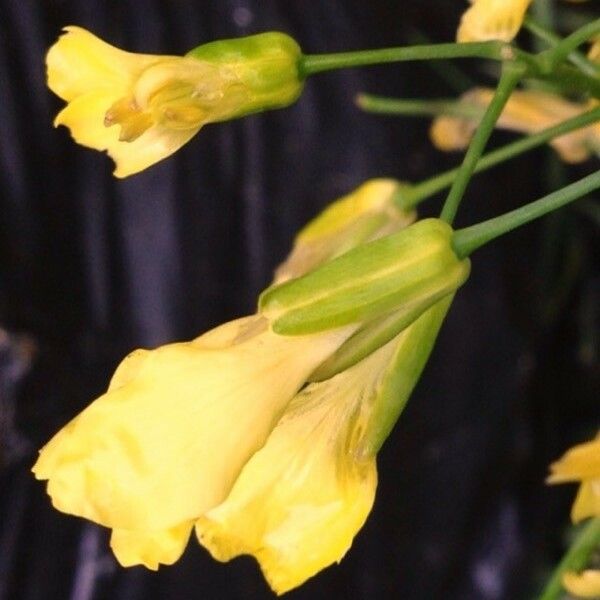 Brassica oleracea Blomma