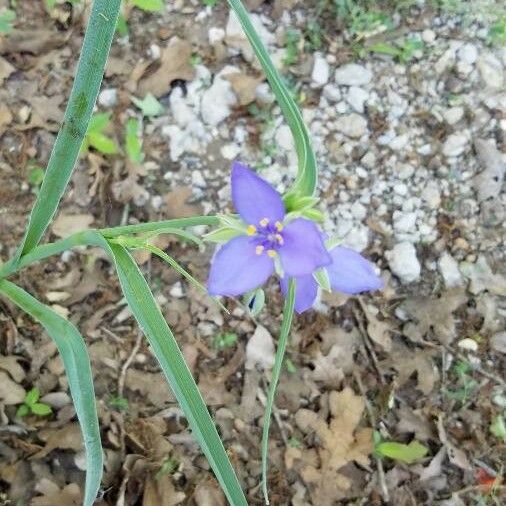 Tradescantia occidentalis Lorea