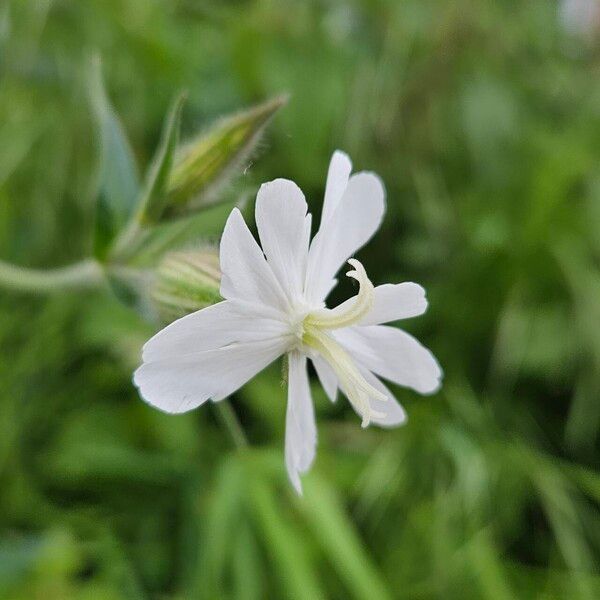 Silene dichotoma Blomma