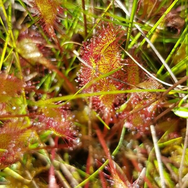 Drosera anglica पत्ता