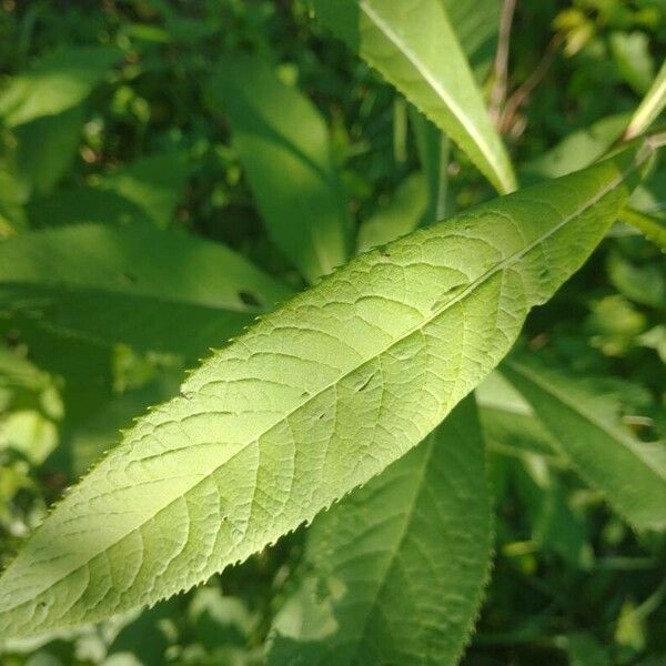 Pluchea camphorata ഇല