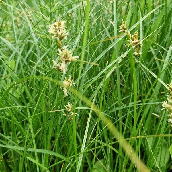 Carex brizoides Blatt