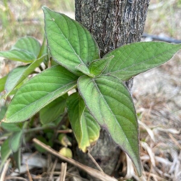 Asystasia gangetica Blad