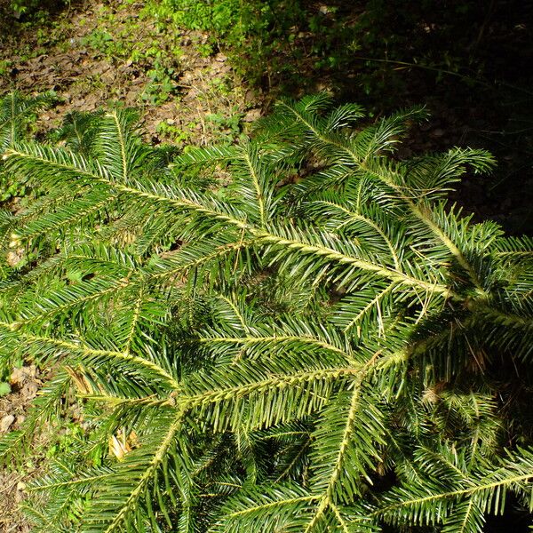 Abies cilicica Лист