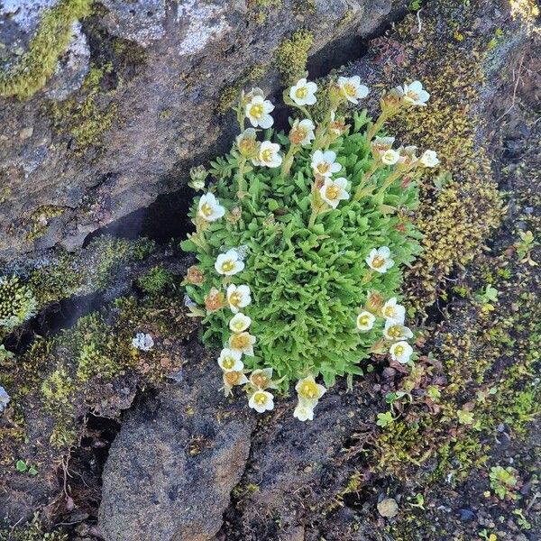 Saxifraga cespitosa Flor