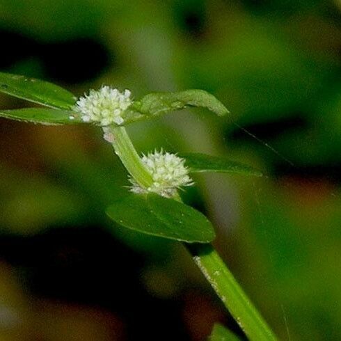 Spermacoce prostrata Kvet