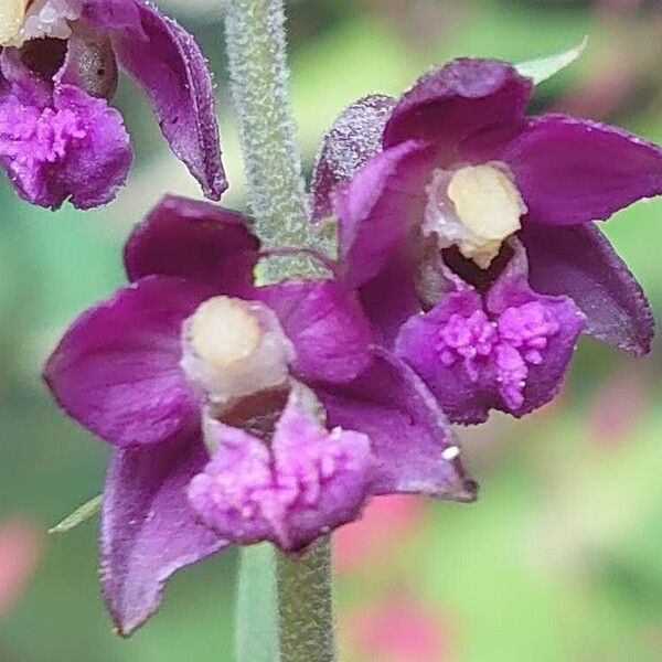 Epipactis atrorubens Flower