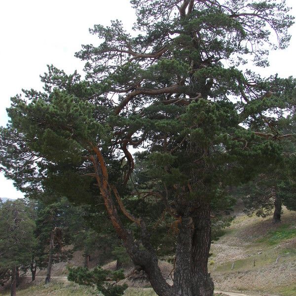 Pinus brutia برگ