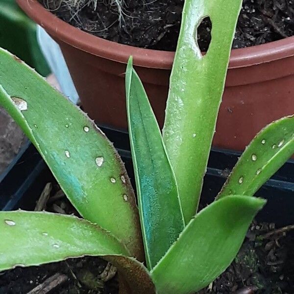 Agave sisalana Habitatea